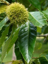 Chinese Chestnut, Castanea mollissima